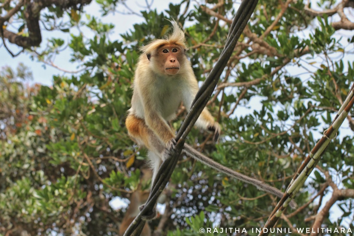 Macaca sinica Linnaeus, 1771